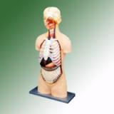 HUMAN TORSO WITH HEAD